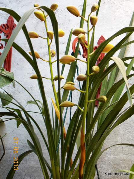 DSCN0497.JPG