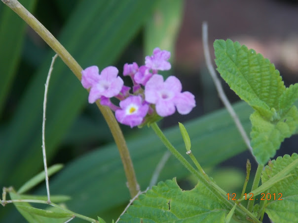 DSCN0498.JPG