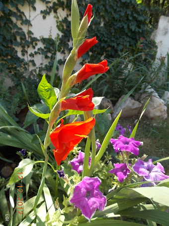 DSCN0501.JPG