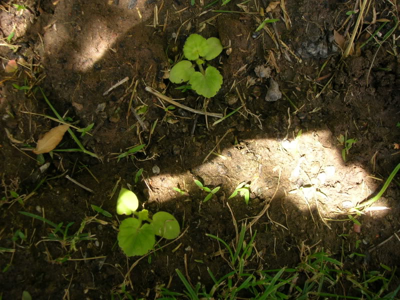 DSCN0517.jpg