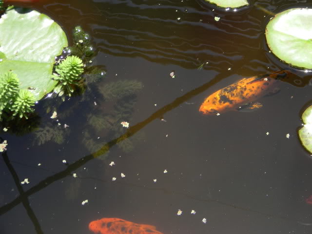 DSCN0529.jpg