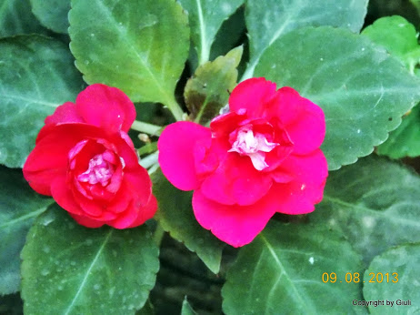 DSCN0534.JPG