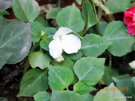 DSCN0536.JPG