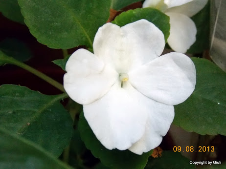 DSCN0537.JPG