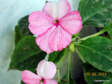 DSCN0538.JPG