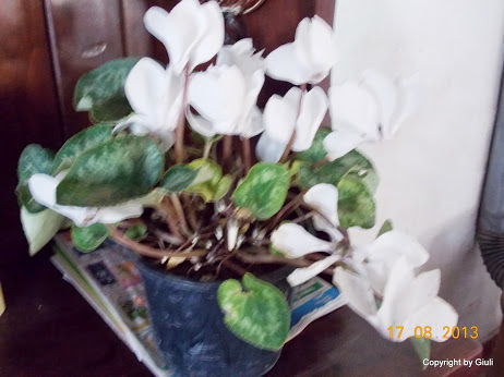 DSCN0559.JPG
