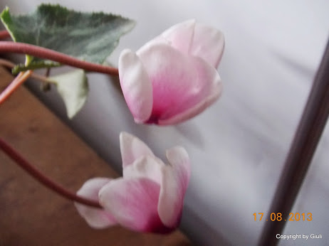 DSCN0561.JPG