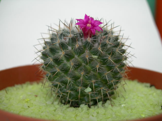 DSCN0577.jpg