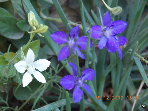DSCN0606.JPG