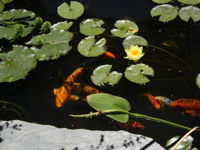 DSCN0607.jpg