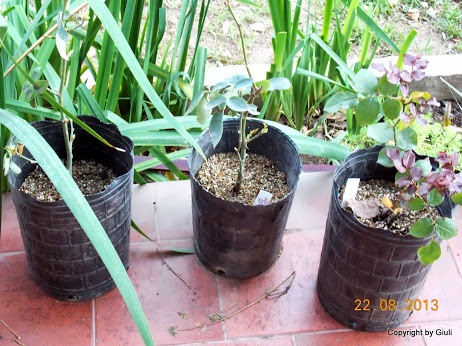 DSCN0612.JPG