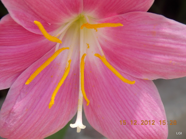 DSCN0613.JPG