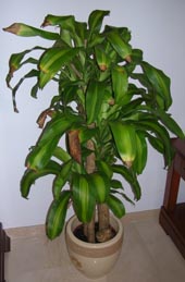 DSCN0619mod.jpg