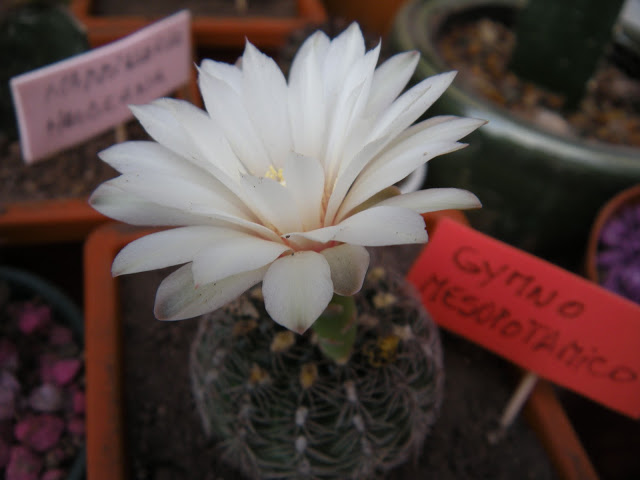 DSCN0623.JPG