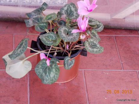 DSCN0623.JPG