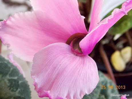 DSCN0651.JPG