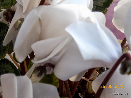 DSCN0652.JPG