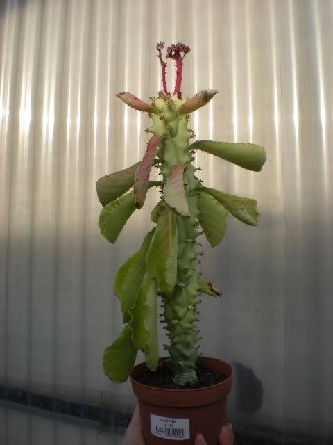 DSCN0658.jpg