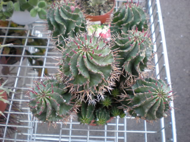 DSCN0660.jpg