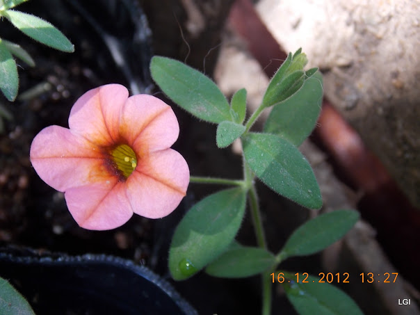 DSCN0660.JPG