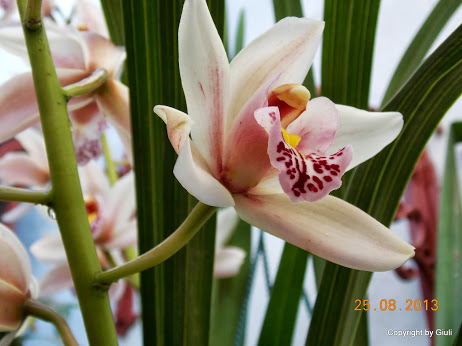 DSCN0672.JPG