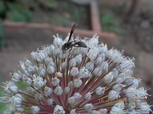 DSCN0677.JPG