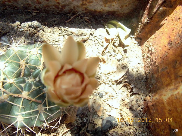DSCN0688.JPG