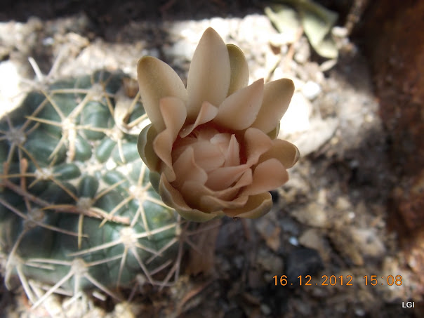 DSCN0694.JPG