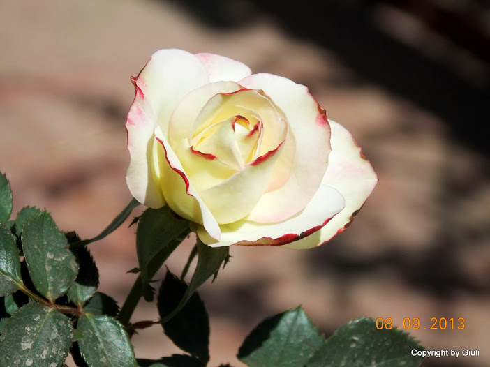 DSCN0728.JPG