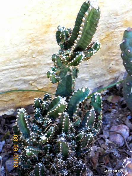 DSCN0738.JPG