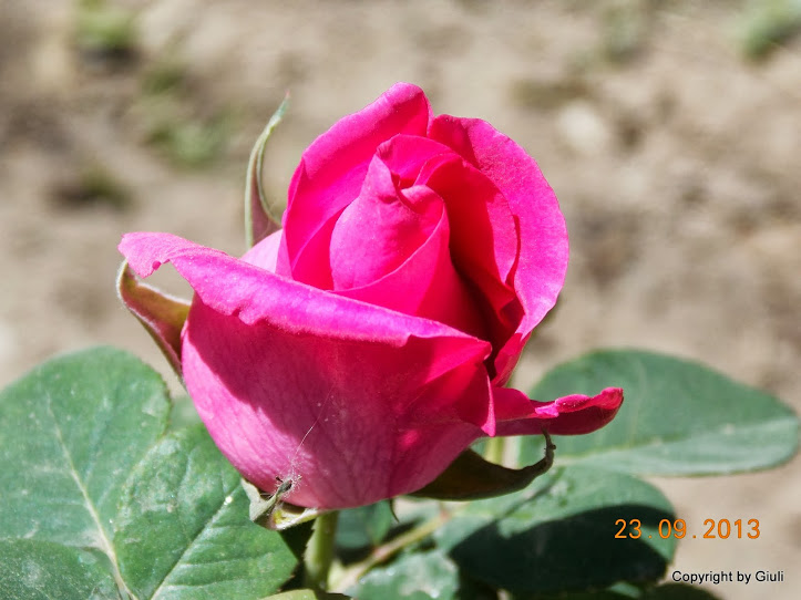 DSCN0782.JPG