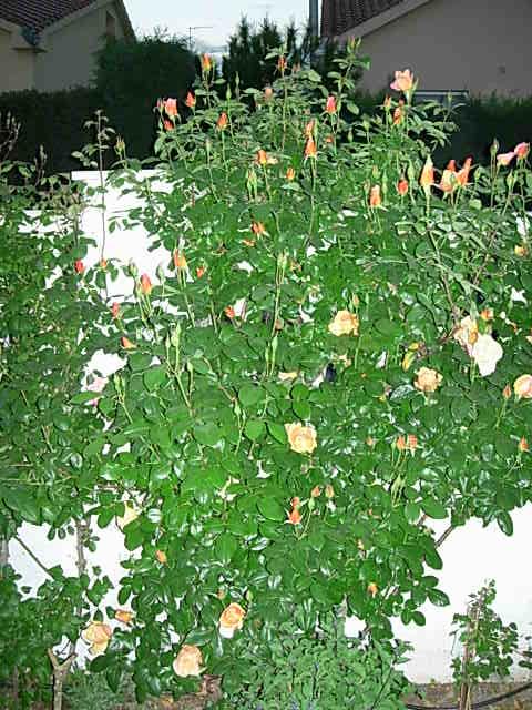 DSCN0790.JPG
