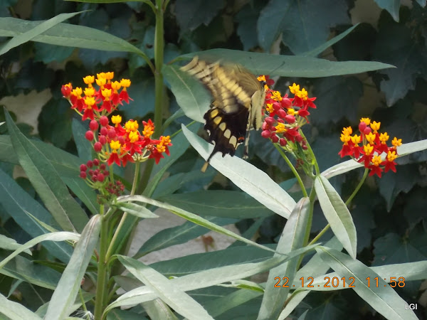 DSCN0790.JPG