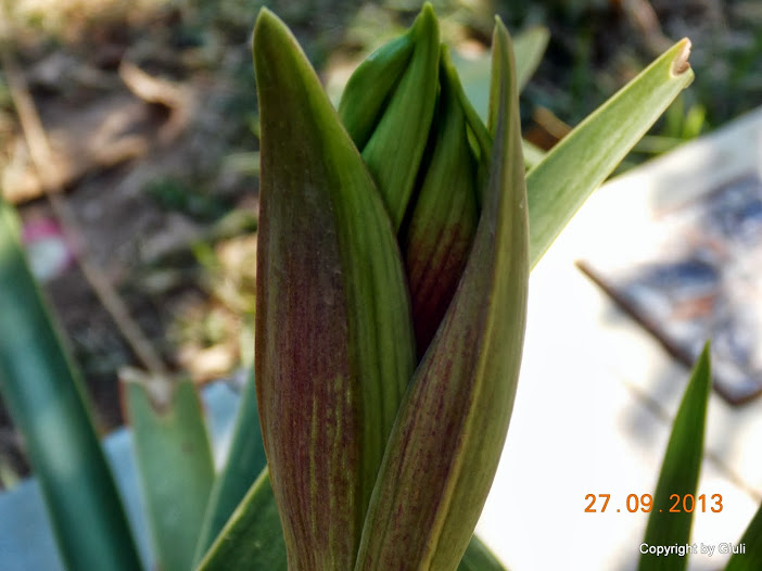 DSCN0791.JPG