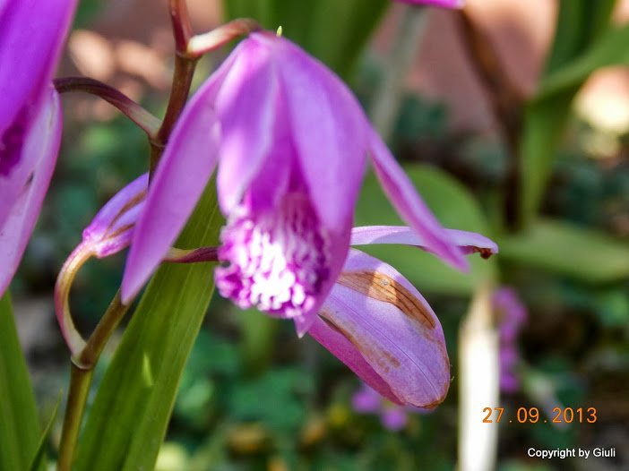 DSCN0792.JPG