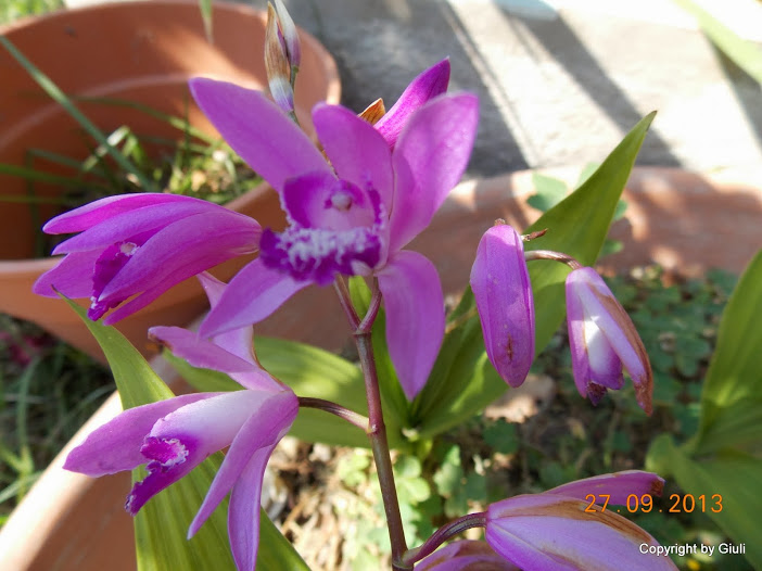 DSCN0799.JPG