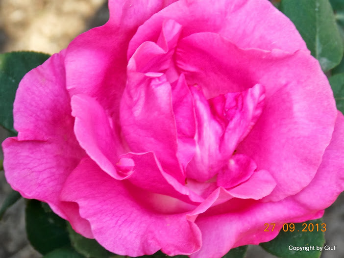 DSCN0808.JPG