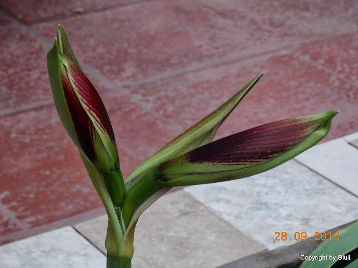DSCN0811.JPG
