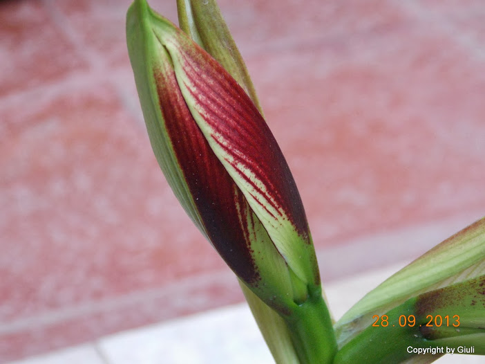 DSCN0812.JPG