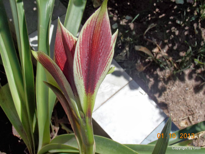 DSCN0817.JPG