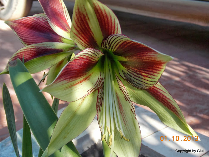 DSCN0820.JPG