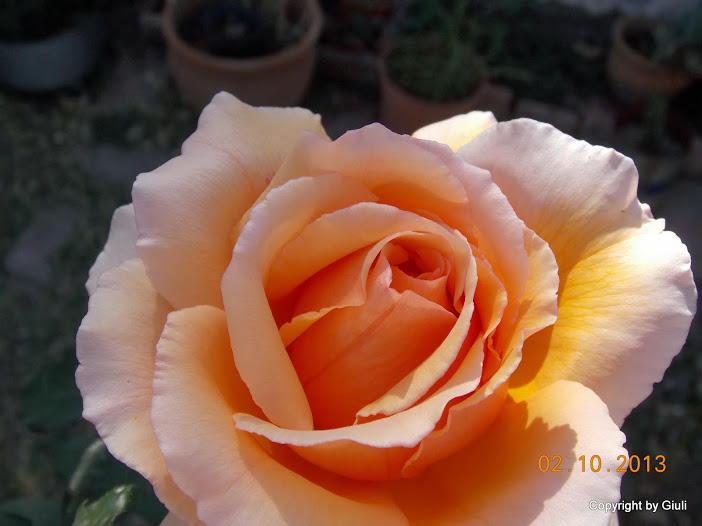 DSCN0824.JPG