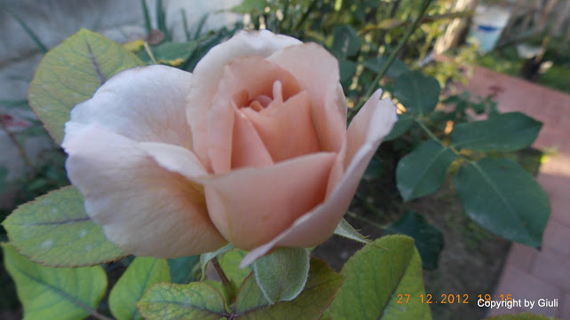 DSCN0838.JPG