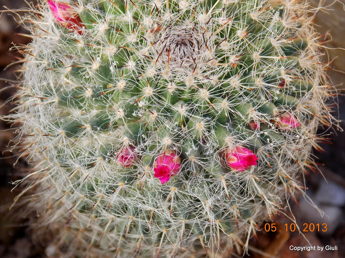 DSCN0847.JPG