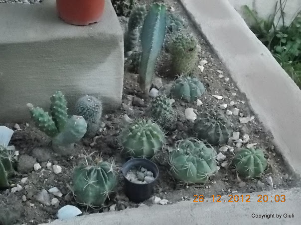 DSCN0856.JPG