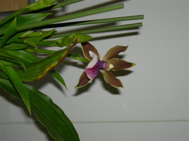 DSCN0862_Small_.JPG