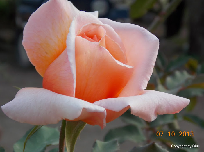 DSCN0863.JPG