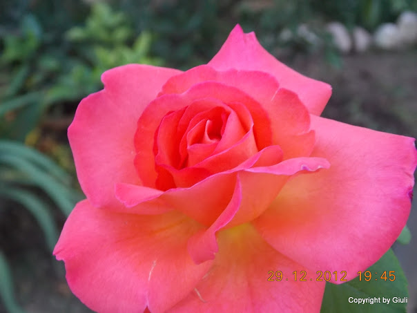 DSCN0881.JPG