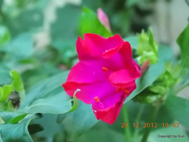 DSCN0886.JPG