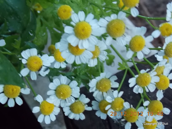 DSCN0892.JPG